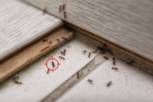 Pest Prevention Services in Lake Mary Jane, FL