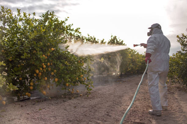 Best Emergency Pest Control  in Lake Mary Jane, FL