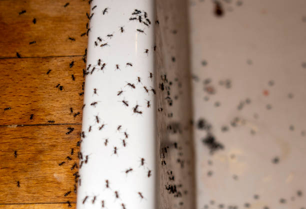 Best Flea Control Services  in Lake Mary Jane, FL
