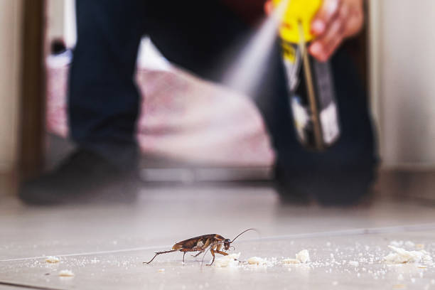 Best Ant Control Services  in Lake Mary Jane, FL