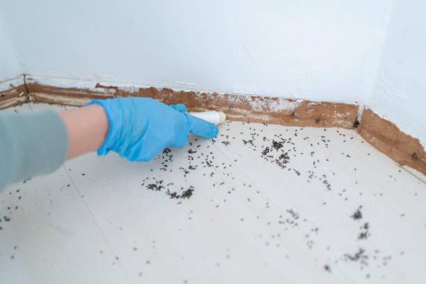 Best Cockroach Control Services  in Lake Mary Jane, FL